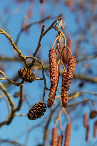 Amieiro Europeu Alnus Glutinosa Árvore Close Cones Catkins Início Primavera — Fotografia de Stock