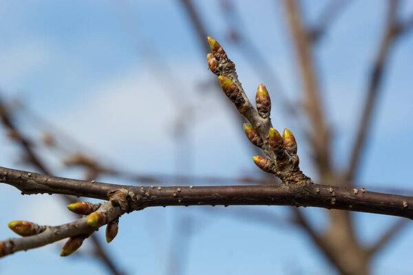 зарождающиеся почки на ветке дерева в начале весны макро.