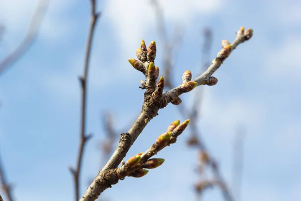 Brotando Botões Galho Árvore Início Primavera Macro — Fotografia de Stock