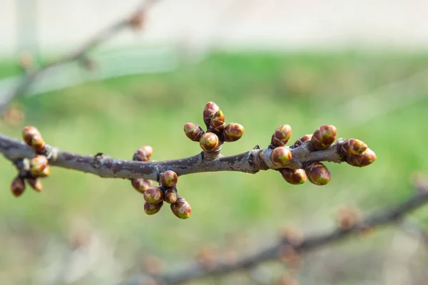 早春宏中在树枝上发芽的芽 — 图库照片