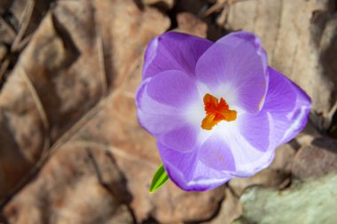 Mor renkli kır çiçekleri, Crocus tommasinianus, Barr 'ın moru, ilkbaharda açan, yan manzara, yeşil yeşillik arka plan.