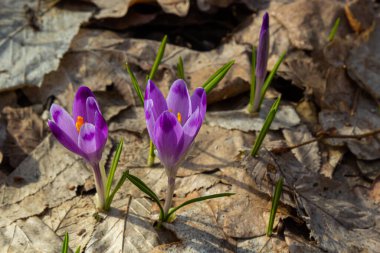 Mor renkli kır çiçekleri, Crocus tommasinianus, Barr 'ın moru, ilkbaharda açan, yan manzara, yeşil yeşillik arka plan.