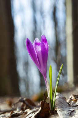 Ormanlık bir tarlaya yakın, krokus tommasinianus, çiçek açıyor..