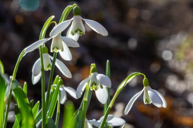 İlkbahar kar damlaları, Galanthus nivalis, seçici odak ve dağınık arkaplan.