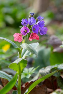 Pulmonaria officinalis ya da yaygın adıyla Ciğerotu, Mary 'nin gözyaşları ya da Meryem Ana' nın süt damlaları Pulmonaria familyasından sonsuza dek yeşil otçul bir bitki türü..
