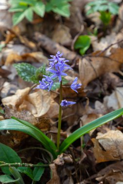 İlkbahar ormanlarında, güneş diskinin arka planında, ephemeroid bitkisi Scilla bifolia çiçek açar. Scilla bifolia doğal yaşam alanında.