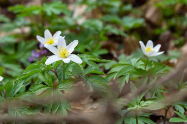 Anemone nemorosa, Anemon cinsine ait bir çiçekli bitkidir. Makro fotoğraf
