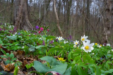 Anemone nemorosa, Anemon cinsine ait bir çiçekli bitkidir. Makro fotoğraf