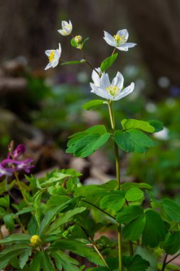 Sahte Anemone ya da Isopyrum thalictroides, çiçek açan ilkbahar erken dönem Avrupa bitkisi yerleşim alanları, Ranunculaceae familyası Avrasya yerlisi.