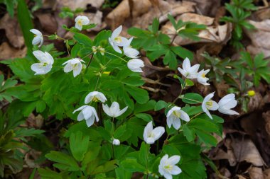 Anemone nemorosa çiçekleri güneşli bir günde ormanda. Yaban şakayığı, yel çiçekleri, yosun.