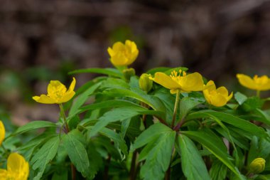 İlkbaharda vahşi ormanda anemon sarısı Anemone ranunculoides açar..