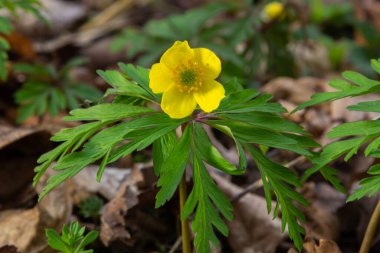 İlkbaharda vahşi ormanda anemon sarısı Anemone ranunculoides açar..