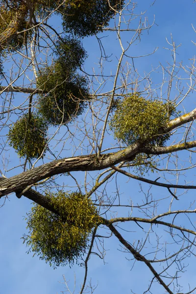 A sick withered tree attacked by mistletoe, viscum. They are woody, obligate hemiparasitic shrubs.