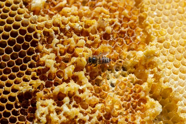 Bijen Werken Aan Honingcellen Sluit Macro Wereldbijendag Kopieer Pasta Ruimte — Stockfoto