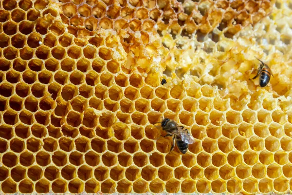 Bijen Werken Aan Honingcellen Sluit Macro Wereldbijendag Kopieer Pasta Ruimte — Stockfoto