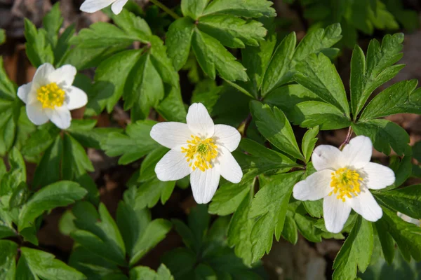 Anemone Nemorosa Una Pianta Fiore Primaverile Appartenente Genere Anemone Macro — Foto Stock