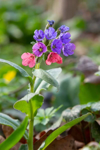 Pulmonaria Officinalis Common Names Lungwort Common Lungwort Mary Tears Our — Stock Photo, Image