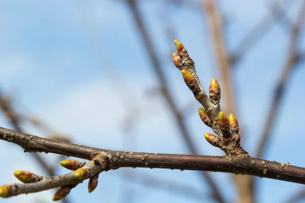 Brotando Botões Galho Árvore Início Primavera Macro — Fotografia de Stock