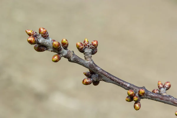 Pupeny Větvi Stromu Časném Jarním Makru — Stock fotografie