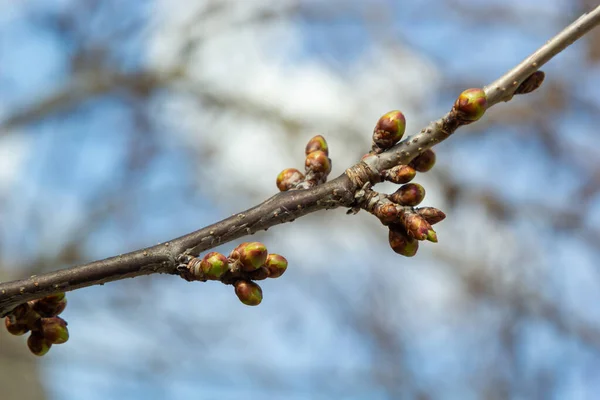 Brotando Botões Galho Árvore Início Primavera Macro — Fotografia de Stock