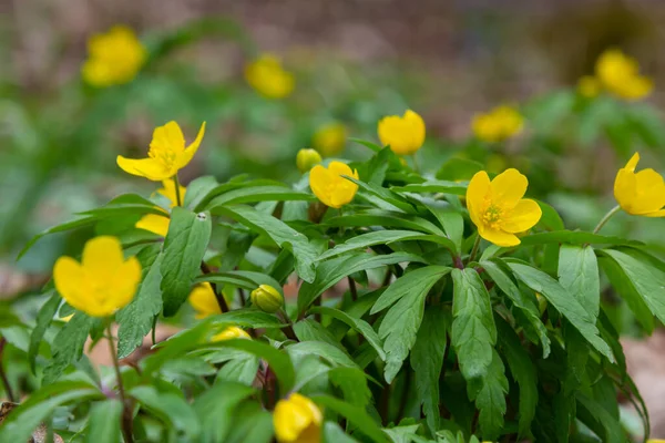 Frühling Blüht Den Wilden Wäldern Die Anemone Ranunculoides — Stockfoto