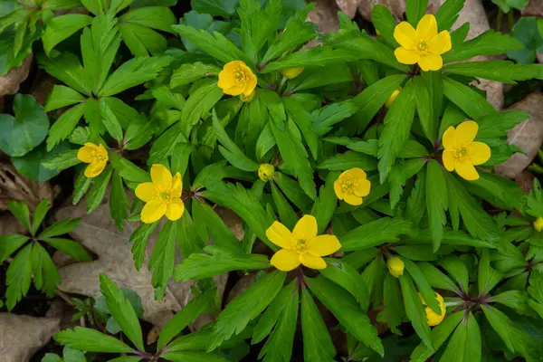 Spring Wild Forest Blooms Anemone Yellow Anemone Ranunculoides — стоковое фото