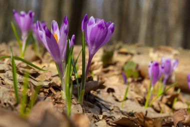 Mor renkli kır çiçekleri, Crocus tommasinianus, Barr 'ın moru, ilkbaharda açan, yan manzara, yeşil yeşillik arka plan.