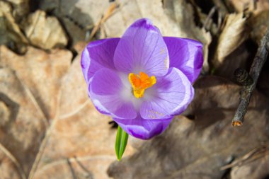 Ormanlık bir tarlaya yakın, krokus tommasinianus, çiçek açıyor..