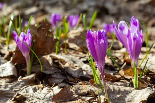 Ormanlık bir tarlaya yakın, krokus tommasinianus, çiçek açıyor..