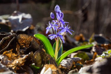 Kısa ömürlü bitki Scilla bifolia, bahar ormanlarında ormanın arka planında çiçek açar. Scilla bifolia doğal ortamında.