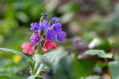 Pulmonaria officinalis ya da yaygın adıyla Ciğerotu, Mary 'nin gözyaşları ya da Meryem Ana' nın süt damlaları Pulmonaria familyasından sonsuza dek yeşil otçul bir bitki türü..