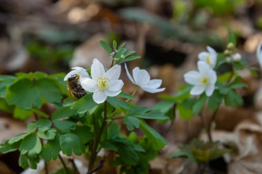 Sahte Anemone ya da Isopyrum thalictroides, çiçek açan ilkbahar erken dönem Avrupa bitkisi yerleşim alanları, Ranunculaceae familyası Avrasya yerlisi.