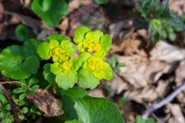 Yumuşak kenarlı, çiçek açan Golden Saxifrage Chrysosplenium alternifolium. Seçici odaklanma. İyileştirici özelliği var. Sarı pınar Küçük çiçekler.