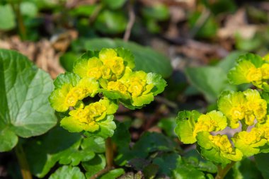 Yumuşak kenarlı, çiçek açan Golden Saxifrage Chrysosplenium alternifolium. Seçici odaklanma. İyileştirici özelliği var. Sarı pınar Küçük çiçekler.