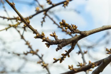 Bahar başında ağaç dalında tomurcuklanan tomurcuklar.