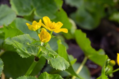 Bir bataklıkta, Alder orman çiçeği Caltha palustris içinde.
