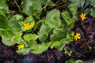 Bir bataklıkta, Alder orman çiçeği Caltha palustris içinde.