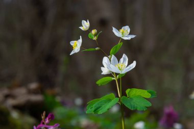 Sahte Anemone ya da Isopyrum thalictroides, çiçek açan ilkbahar erken dönem Avrupa bitkisi yerleşim alanları, Ranunculaceae familyası Avrasya yerlisi.