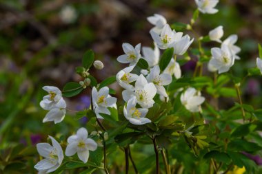 Sahte Anemone ya da Isopyrum thalictroides, çiçek açan ilkbahar erken dönem Avrupa bitkisi yerleşim alanları, Ranunculaceae familyası Avrasya yerlisi.