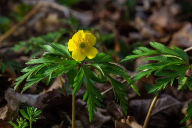 İlkbaharda vahşi ormanda anemon sarısı Anemone ranunculoides açar.
