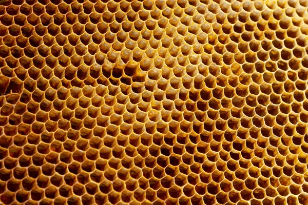 Balmumu bal peteğinin bir bölümünün arkaplan dokusu ve deseni tam çerçeve görünümlü altın bal dolu bir arı kovanına ait..