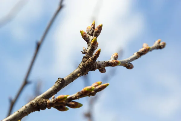 Brotando Botões Galho Árvore Início Primavera Macro — Fotografia de Stock