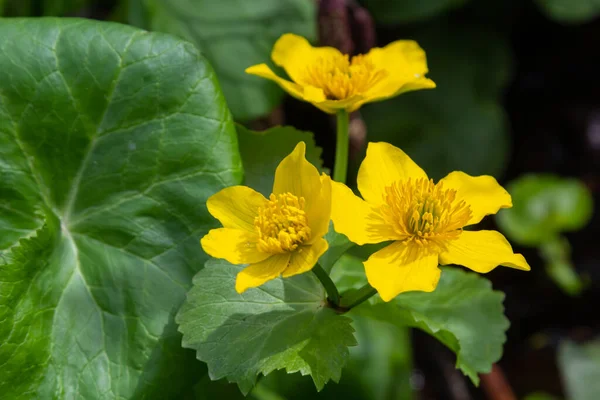 Die Sumpfdotterblume Caltha Palustris Blüht Vor Dem Hintergrund Des Sumpfteichwassers — Stockfoto