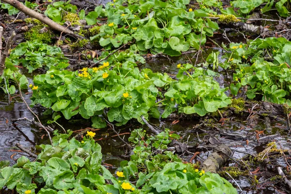 Marsh Marigold Caltha Palustris Bunga Kuning Dengan Latar Belakang Air — Stok Foto