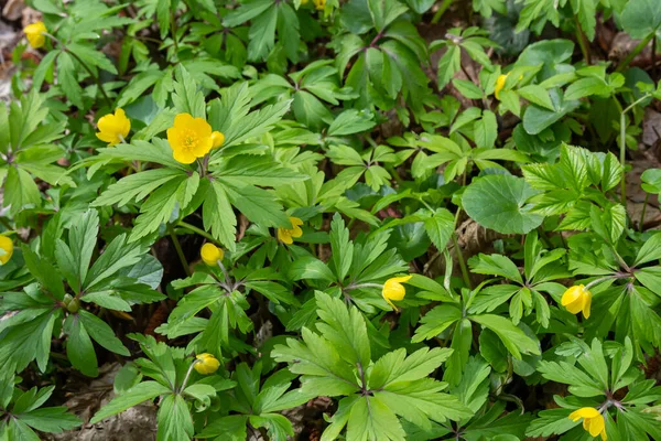İlkbaharda vahşi ormanda anemon sarısı Anemone ranunculoides açar..
