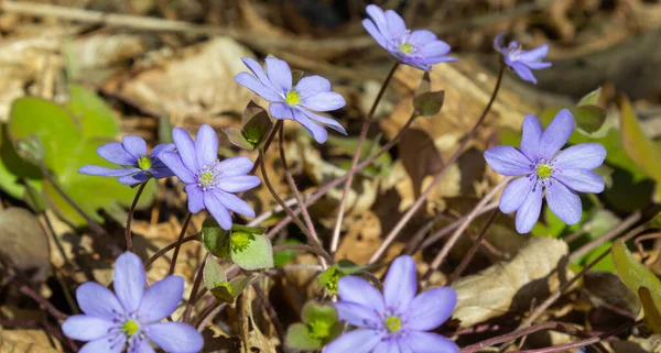 Bir grup güzel, mor ilk bahar çiçekleri - kır çiçekleri - Büyük mavi hepatika, Hepatica transsilvanica, ilkbaharın başlarında parlak güneş ışığı altında. Güzel çiçek manzarası arka planı