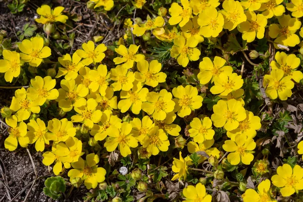 Tiny flowers of Potentilla arenaria on a xerotherm meadow. Wild yellow flowers growing on sand soil — Stock Photo, Image