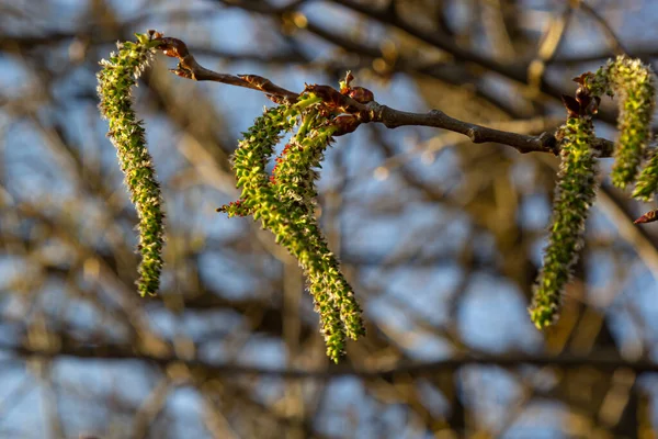 Kotki topoli nieodkrytych wiosną. Populus tremula, osika jest gatunkiem topoli w promienie słoneczne. Naturalne phorography — Zdjęcie stockowe