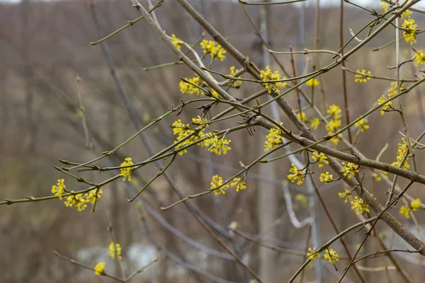 V jarním dřevě je skutečné, Cornus mas, kvete v divočině. Léčivá rostlina — Stock fotografie