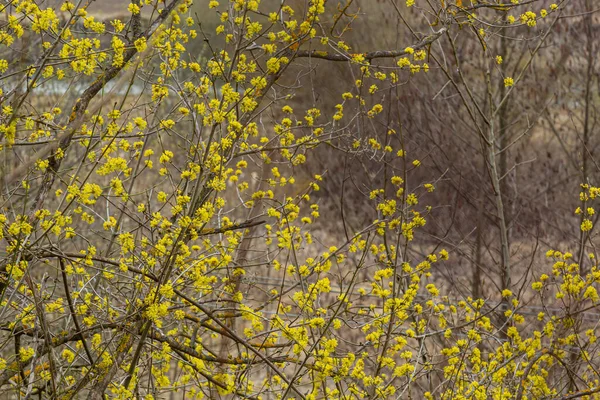 Na wiosnę dogwood jest prawdziwy, Cornus mas, kwitnie w dziczy. Roślina lecznicza — Zdjęcie stockowe